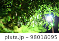 Leaves swaying in the wind at night 98018095