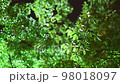 Leaves swaying in the wind at night 98018097