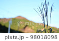 Susuki swayed by the wind 98018098
