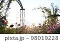 rose garden and sunset 98019228