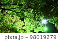 Branches and leaves swaying in the night breeze 98019279