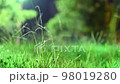Meadow swaying in the night breeze 98019280