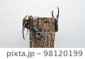Hercules beetle and Palawan giant stag beetle 98120199