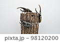 Hercules beetle and Palawan giant stag beetle 98120200