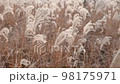 Common reed - latin name Phragmites australis - moving in the wind close-up view 98175971