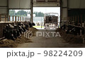 Industrial cultivation of cows on a farm 98224209