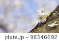 胴吹き桜 98346692