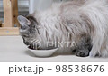 Cat eating liquid cat food with pieces and jelly from white bowl at home 98538676