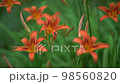 Orange summer day-lily flowers in garden 98560820