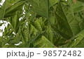 A maple leaf wipe that flies from the back to the front Green transparent 98572482