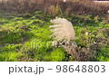 Susuki swaying in the wind 98648803