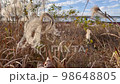 Susuki swaying in the wind 98648805