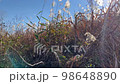 Susuki forest and blue sky 98648890