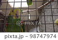 amazon parrot with yellow neck closeup. Tropical bird video 98747974