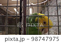 amazon parrot with yellow neck closeup. Tropical bird video 98747975
