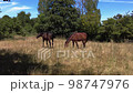 Black and brown horses eating grass. Concept friendship, love, traveling together wild. 98747976