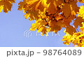Blurred Orange maple branch with leaves against blue sky 98764089
