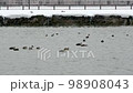 雪中漂浮在海中的水鳥 98908043