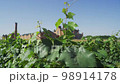 Vineyard plant vine green leaves 98914178