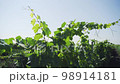 Vineyard plant vine green leaves 98914181