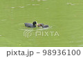 Mother Fulica atra feeds chicks at St. Petersburg Pond. High quality 4k footage 98936100