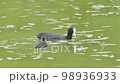 Mother Fulica atra feeds chicks at St. Petersburg Pond. High quality 4k footage 98936933