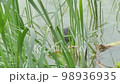 chick Fulica atra cleans feathers in St. Petersburg Pond. High quality 4k footage 98936935