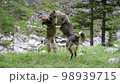 Two dogs fighting. Concept for dog training, anger, muzzle, dangerous, scary, aggressive. 98939715