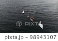 A flock of swans swimming in the lake 98943107