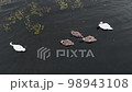 A flock of swans swimming in the lake 98943108