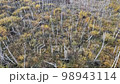 Beavers habitat. Panning a marsh in the forest. 98943114