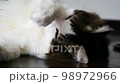 A cat lying down, grooming, licking its hands and scratching its head 98972966