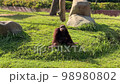 Orangutan spits water while sitting on a green lawn. Wild animals, monkey. A funny animal has taken water into its mouth and shoots a stream of water through its teeth 98980802