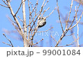Busy Pygmy Woodpecker 99001084