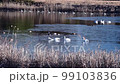 Whooper swan swimming while breaking ice 99103836