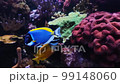 4K video of many varieties of tropical fish swimming around in a coral reef. 99148060