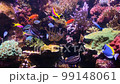 4K video of many varieties of tropical fish swimming around in a coral reef. 99148061
