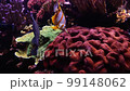 4K video of many varieties of tropical fish swimming around in a coral reef. 99148062