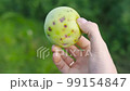 Apple in spots disease spoiled not beautiful 99154847