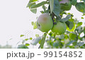 Red apple on a young apple tree on a tree orchard 99154852
