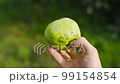 Apple in spots disease spoiled not beautiful 99154854