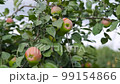 Red apple on a young apple tree on a tree orchard 99154866