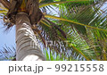 Cinematic dolly shot of palm tree in Kenya 99215558