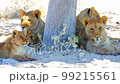 Cinematic shot of lion cubs in Etosha, Namibia 99215561