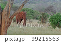 Cinematic shot of wild Elephant with raised trunk 99215563