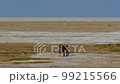 Cinematic shot of big male lion in Etosha, Namibia 99215566