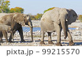 Cinematic shot of elephant herd at Etosha, Namibia 99215570