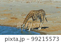 Cinematic shot of giraffe drinking in Etosha, Namibia 99215573