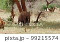 Cinematic shot of wild baby Elephant in Tsavo, Kenya 99215574