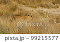 Cinematic shot of lioness going to water hole in Etosha, Namibia 99215577